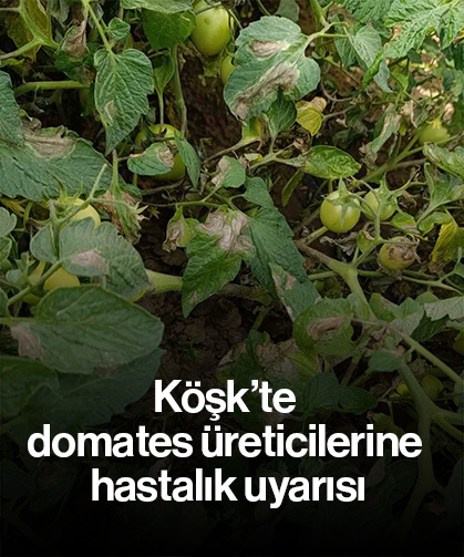 Köşk’te domates üreticilerine hastalık uyarısı
