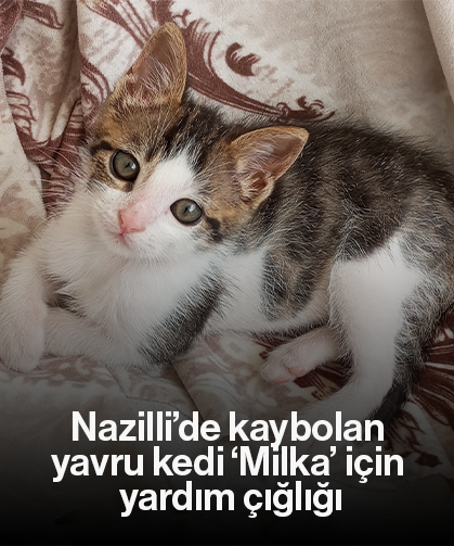 Nazilli’de kaybolan yavru kedi ‘Milka’ için yardım çığlığı