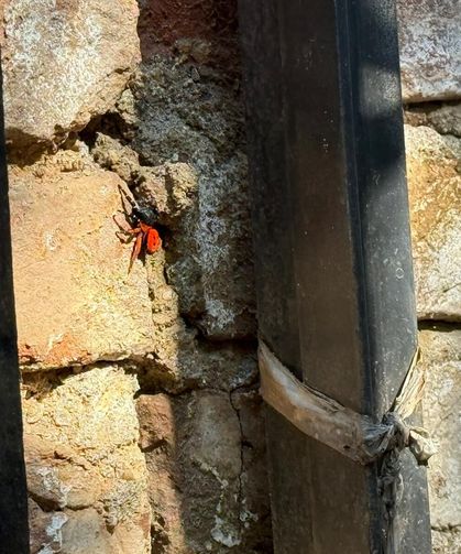 Bu kez şehir merkezinde görüldü :Nazilli’de yine eresus vakası