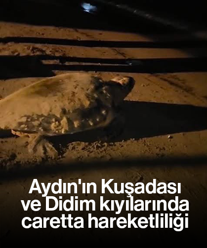 Aydın'ın Kuşadası ve Didim kıyılarında caretta hareketliliği