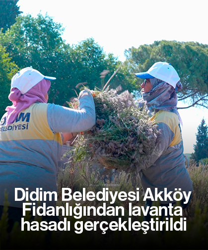 Didim Belediyesi Akköy Fidanlığından lavanta hasadı gerçekleştirildi