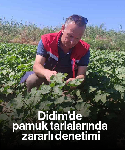 Didim’de pamuk tarlalarında zararlı denetimi