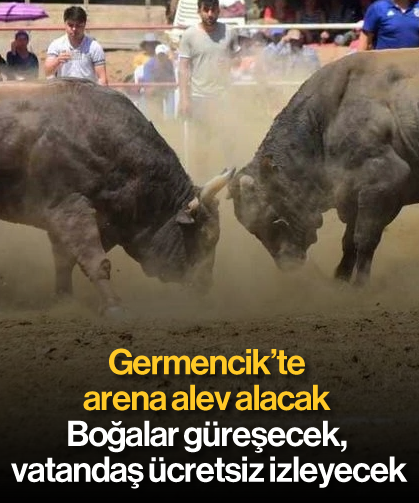Germencik’te arena alev alacak: Boğalar güreşecek, vatandaş ücretsiz izleyecek