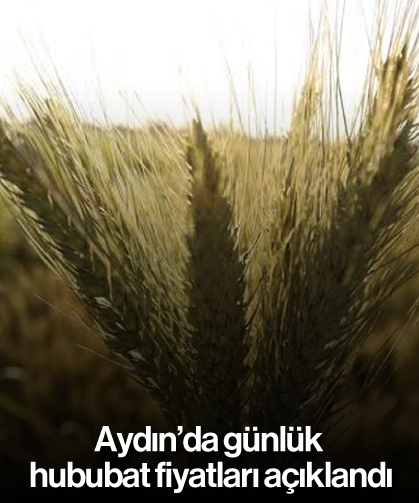 Aydın'da günlük hububat fiyatları açıklandı