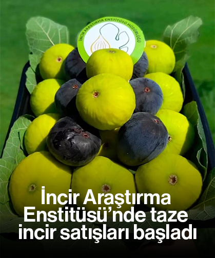 İncir Araştırma Enstitüsü’nde taze incir satışları başladı