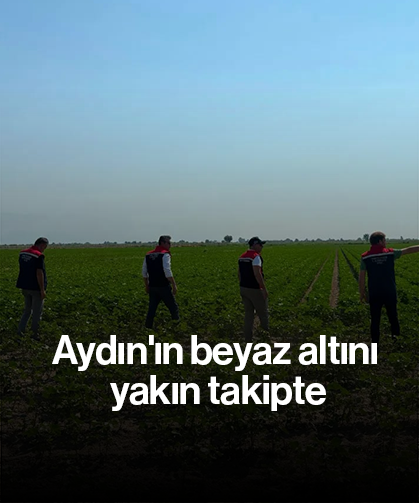 Aydın'ın beyaz altını yakın takipte