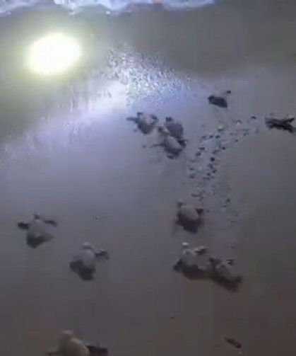 Didim'de Caretta Caretta yavruları mavi sularla buluştu
