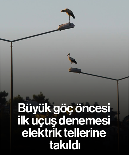 Büyük göç öncesi ilk uçuş denemesi elektrik tellerine takıldı