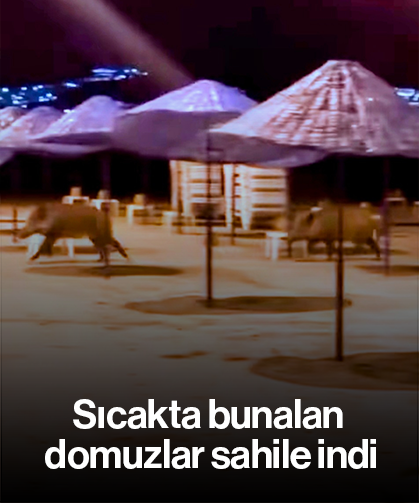 Sıcaktan bunalan domuzlar sahile indi