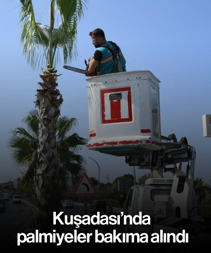 Kuşadası’nda palmiyeler bakıma alındı