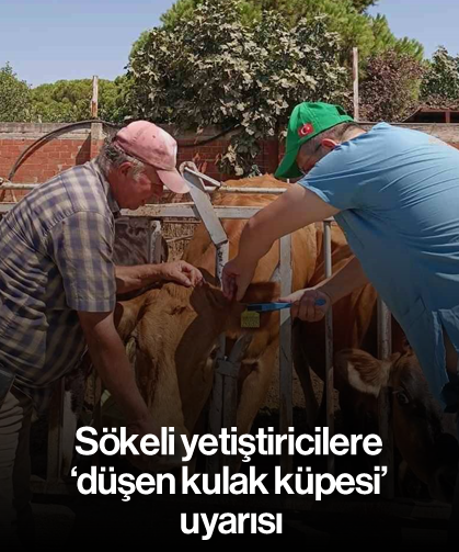 Sökeli yetiştiricilere ’düşen kulak küpesi’ uyarısı