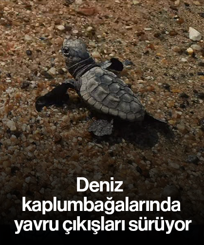 Deniz kaplumbağalarında yavru çıkışları sürüyor