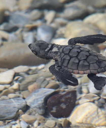 Aydın kıyılarında 214 yavru caretta denizle buluştu