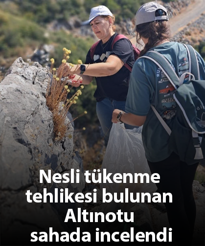 Nesli tükenme tehlikesi bulunan Altınotu sahada incelendi