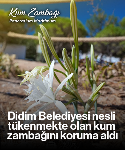 Didim Belediyesi nesli tükenmekte olan kum zambağını koruma aldı