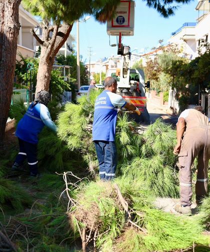 Didim Belediyesinden Kent genelinden budama çalışmaları sürüyor