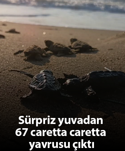 Sürpriz yuvadan 67 caretta caretta yavrusu çıktı