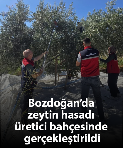 Bozdoğan’da zeytin hasadı üretici bahçesinde gerçekleştirildi