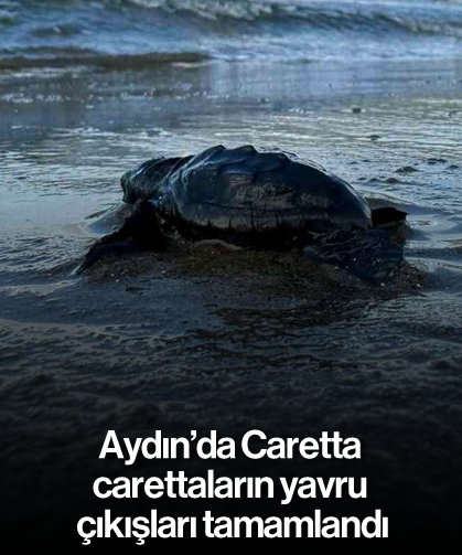 Aydın’da Caretta carettaların yavru çıkışları tamamlandı