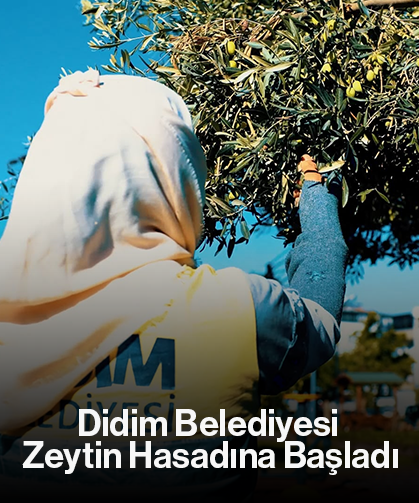 Didim Belediyesi Zeytin Hasadına Başladı