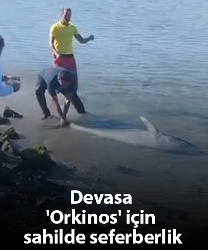 Devasa 'Orkinos' için sahilde seferberlik
