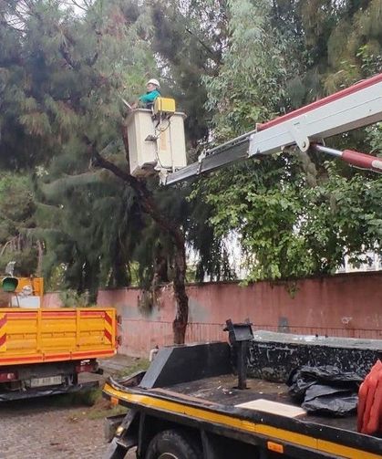 Efeler’de ağaç budama çalışmaları sürüyor