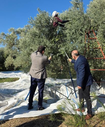 Kuyucak’ta zeytin bahçelerinde hasat mesaisi