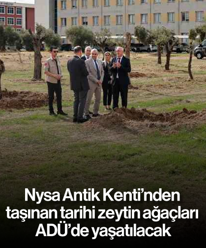 Nysa Antik Kenti’nden taşınan tarihi zeytin ağaçları ADÜ’de yaşatılacak