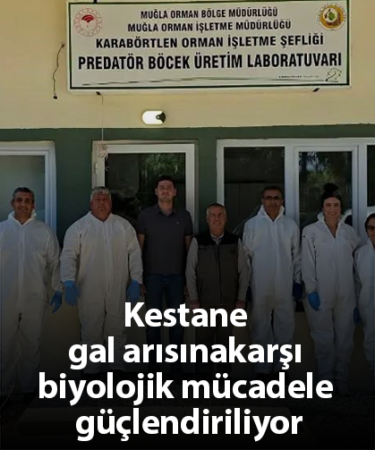 Kestane gal arısına karşı biyolojik mücadele güçlendiriliyor