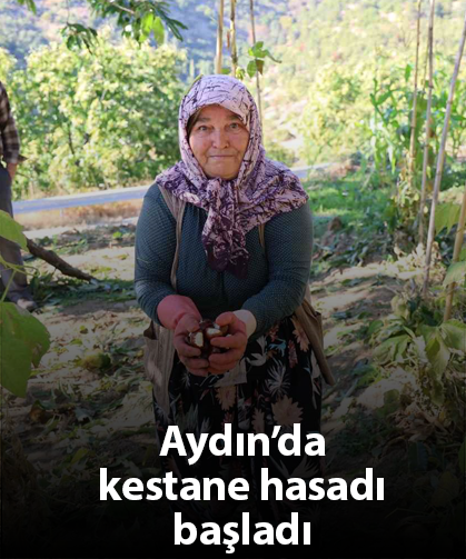 Aydın’da kestane hasadı başladı