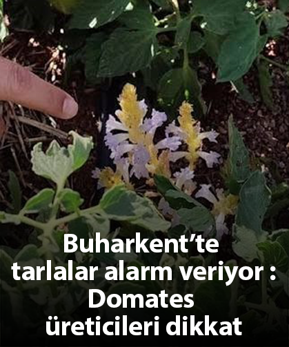 Buharkent’te tarlalar alarm veriyor: Domates üreticileri dikkat