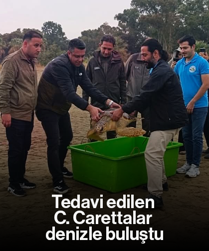 Tedavi edilen C. Carettalar denizle buluştu