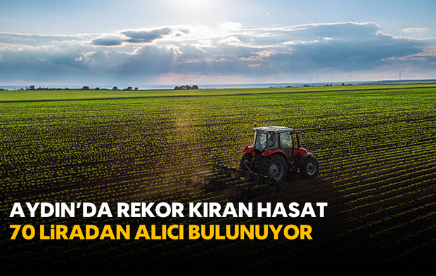 Aydın'da Rekor Kıran Hasat: 70 liradan Alıcı Bulunuyor