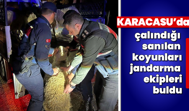 Karacasu'da çalındığı sanılan koyunları jandarma ekipleri buldu