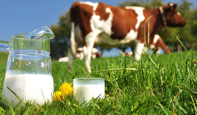 Aydınlı üreticilere çiğ süt desteği
