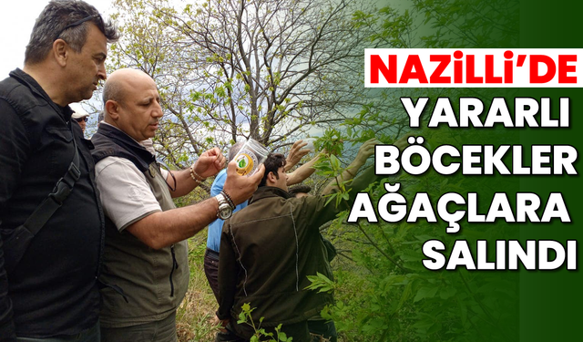 Nazilli'de yararlı böcekler ağaçlara salındı