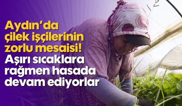 Aydın'da Çilek İşçilerinin Zorlu Mesaisi! Aşırı Sıcağa Rağmen Hasada Devam Ediyorlar