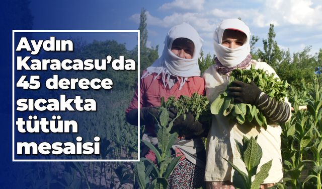 Aydın Karacasu'da 45 derece sıcakta tütün mesaisi