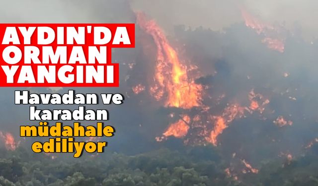 Aydın'da orman yangını: Havadan ve karadan müdahale ediliyor