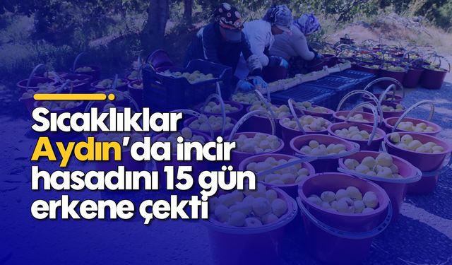 Sıcaklıklar Aydın'da incir hasadını 15 gün erkene çekti