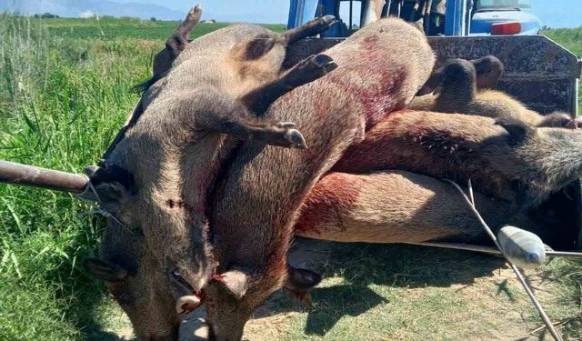 Söke’de mücadele amaçlı yaban domuzu sürek avı başlıyor