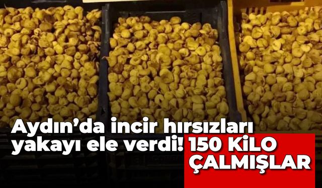 Aydın'da incir hırsızları yakayı ele verdi! 150 kilo çalmışlar...