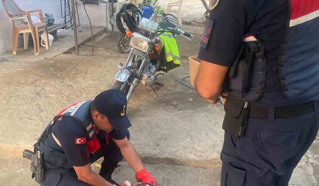 Yaralı şahin, jandarma ekiplerince kurtarıldı