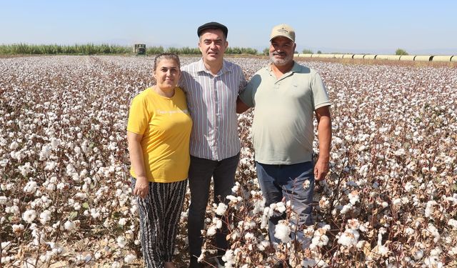 Başkan Arıcı, pamuk toplama makinası direksiyonuna geçti, hasat yaptı