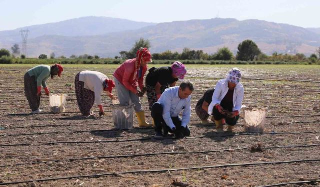 Başkan Yetişkin enginar fidelerini toprakla buluşturdu