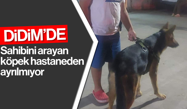 Didim'de sahibini arayan köpek hastaneden ayrılmıyor