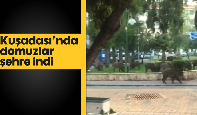 Kuşadası'nda domuzlar şehre indi