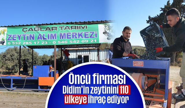 Öncü firması, Didim’in zeytinini 110 ülkeye ihraç ediyor