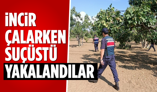 İncir çalarken suçüstü yakalandılar