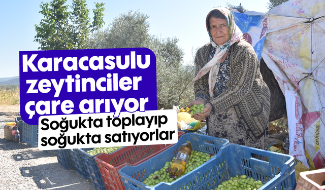 Karacasulu zeytinciler çare arıyor: Soğukta toplayıp soğukta satıyorlar